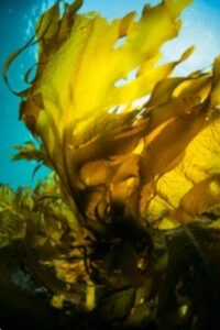 Gaint kelp