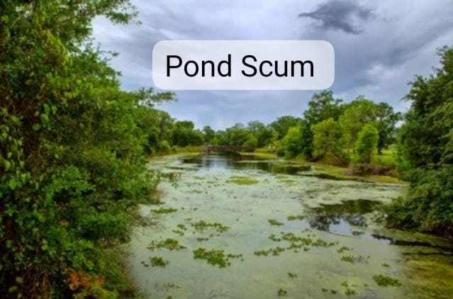 pond scum