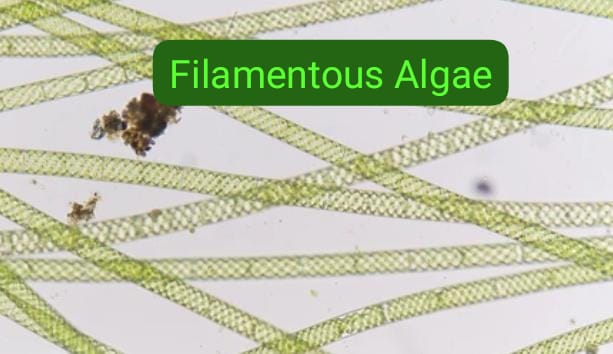 Filamentous Algae